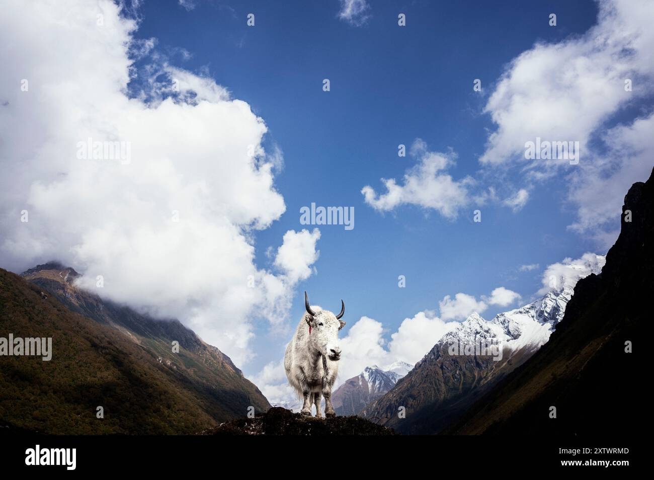 Une majestueuse chèvre blanche se dresse au sommet d'un affleurement rocheux sur fond de pics montagneux spectaculaires et d'un ciel bleu étendu avec des nuages blancs moelleux. Banque D'Images