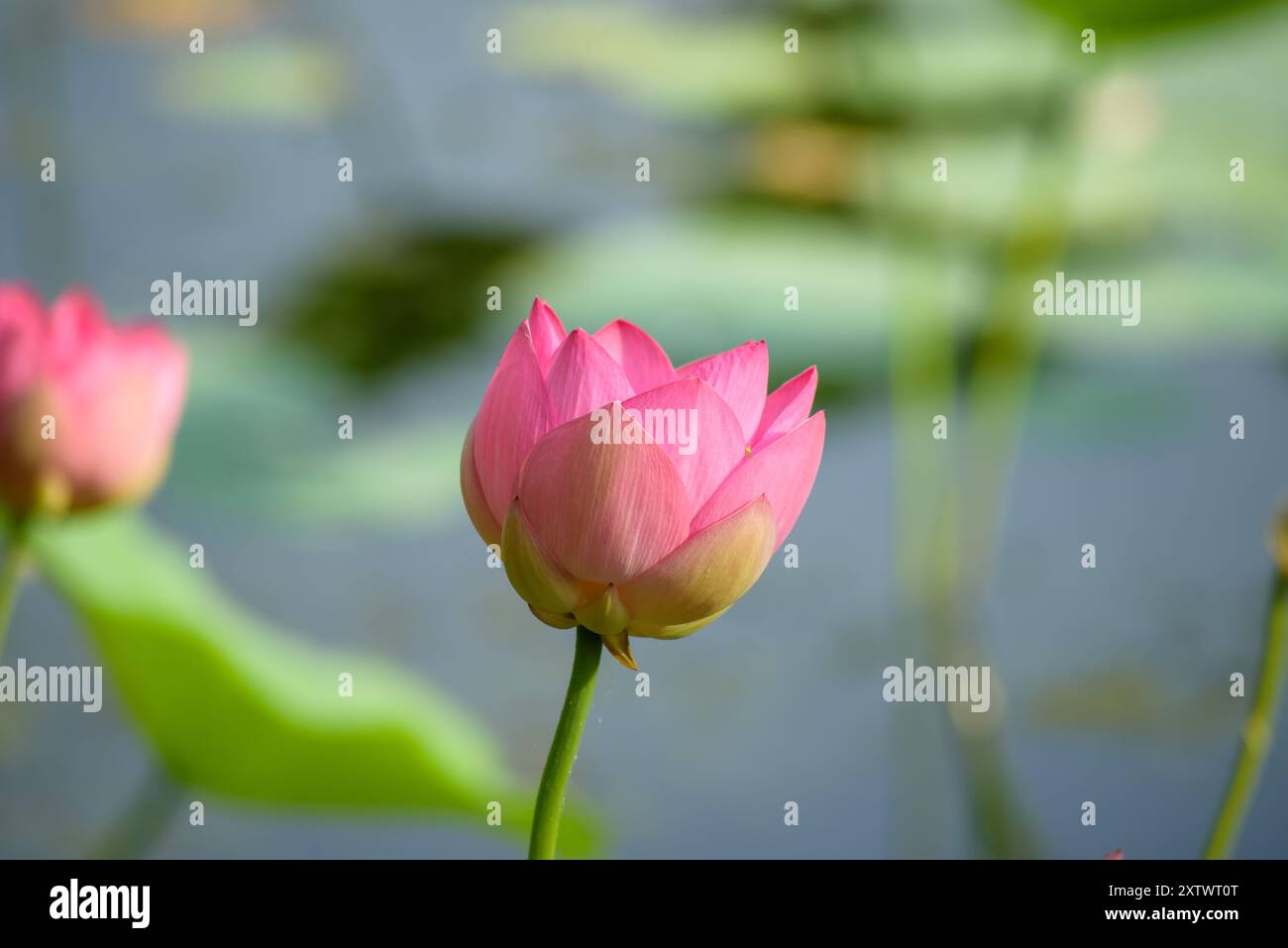 Lotus sacré ou indien en fleur. Banque D'Images