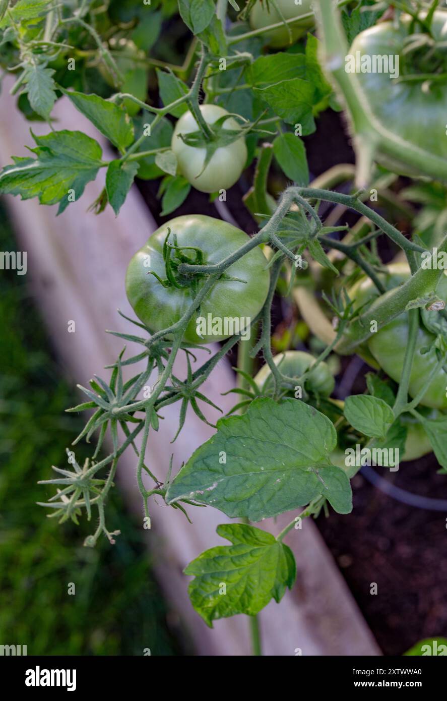 Les tomates vertes pendent de la vigne dans un lit de jardin luxuriant, montrant une croissance saine des plantes et les premiers stades du développement des fruits. Banque D'Images