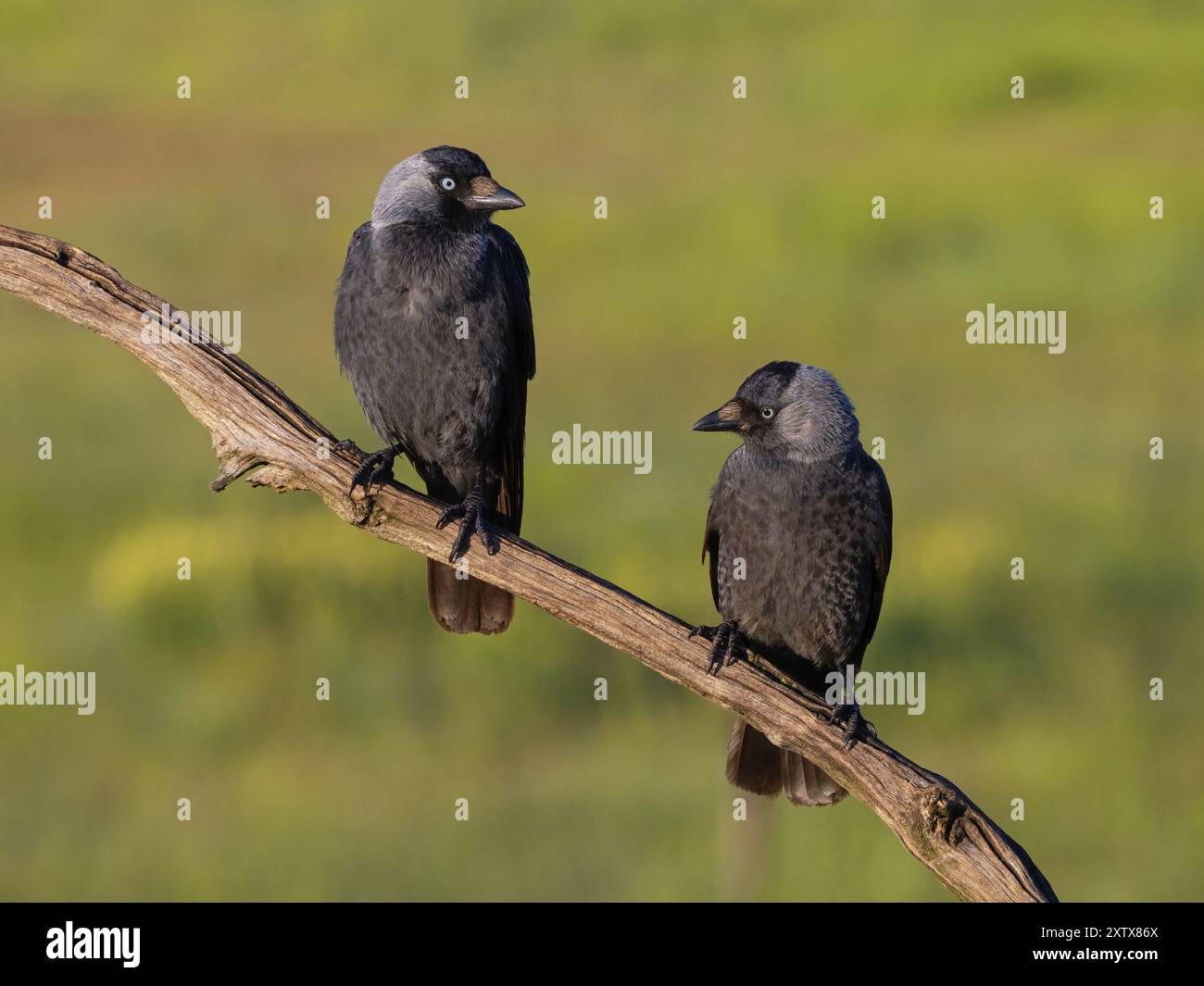 Jackdaw, Eurasian Jackdaw, (Corvus monedula), Choucas des tours, Grajilla Comun, Grajilla, deux jackdaws sur un perchoir, Texel, Tiszaalpar, Kiskunsagi N. Banque D'Images