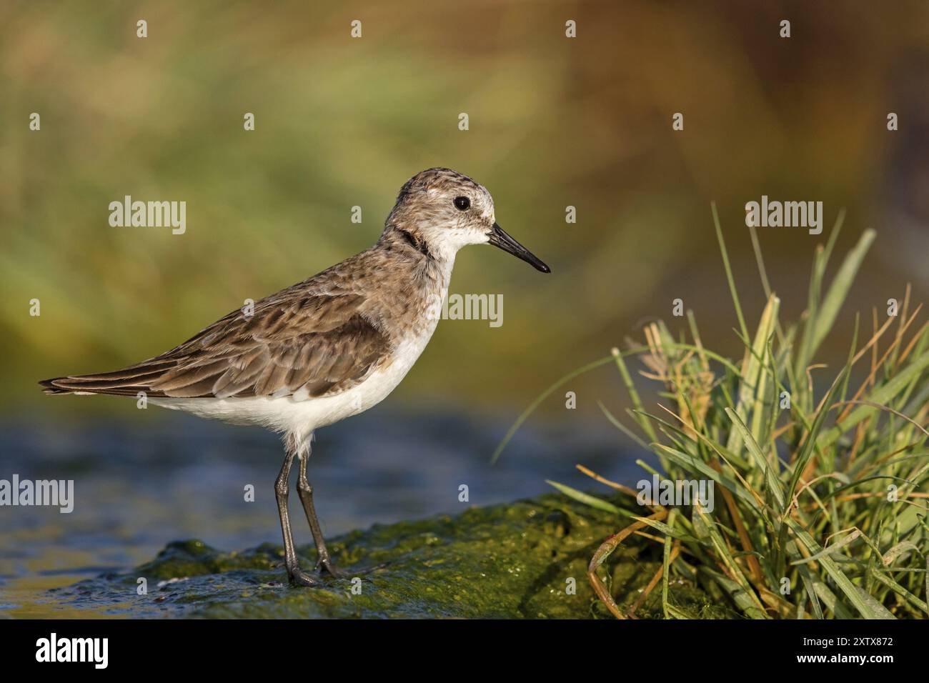 Little Stint (Calidris minuta), Becasseau minute, Correlimos Menudo, Kalloni Salt Pans, Lesbos, Grèce, Europe Banque D'Images