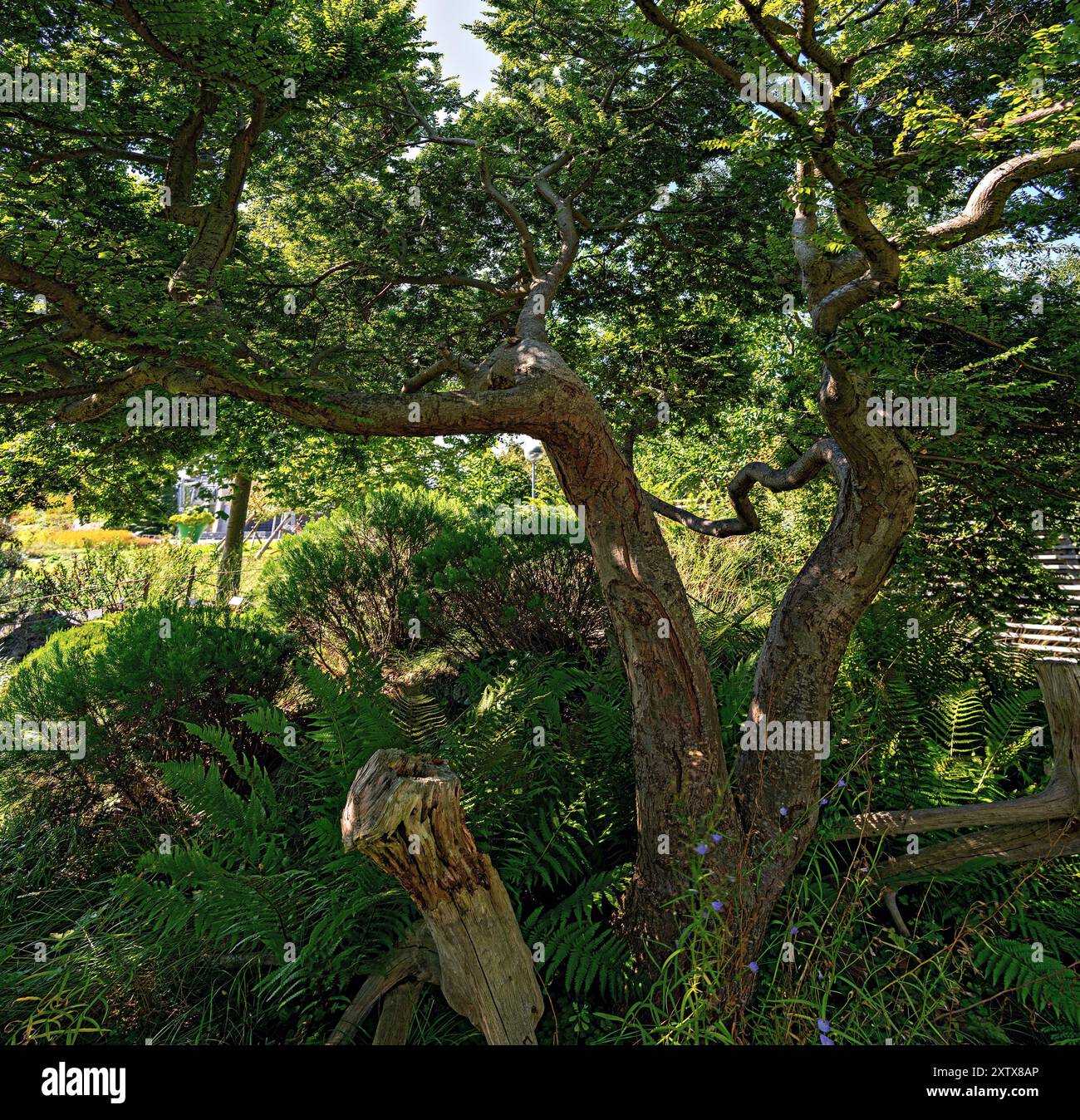 Grand vieil orme donnant de l'ombre lors d'une journée ensoleillée dans un jardin ornemental à Tulln, Autriche Banque D'Images