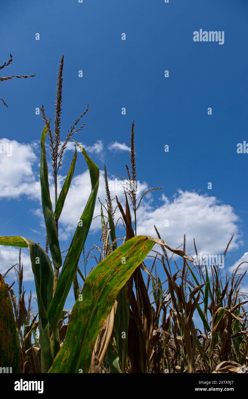 Glands de maïs contre un ciel bleu avec un nuage blanc Banque D'Images