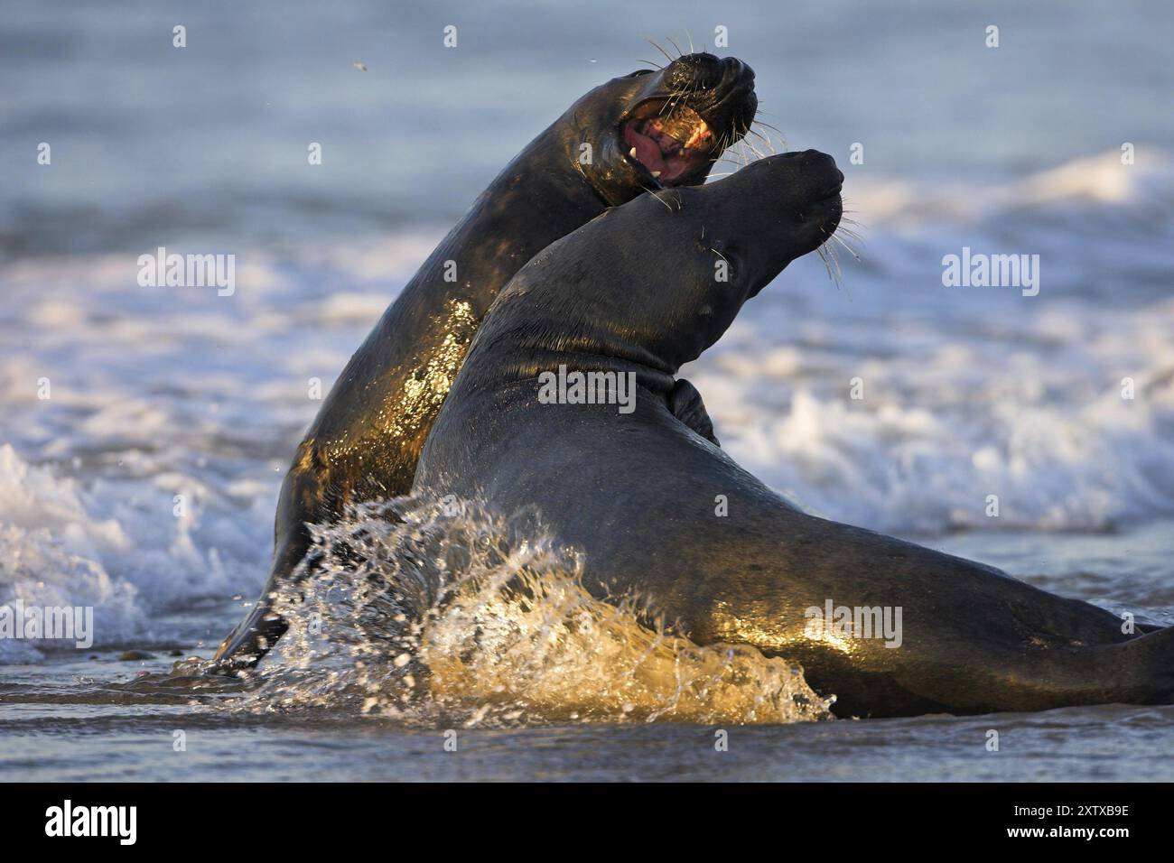 Phoque gris (Halichoerus grypus), île de Heligoland, île de Heligoland, île de Heligoland, Schleswig-Holstein, République fédérale d'Allemagne Banque D'Images