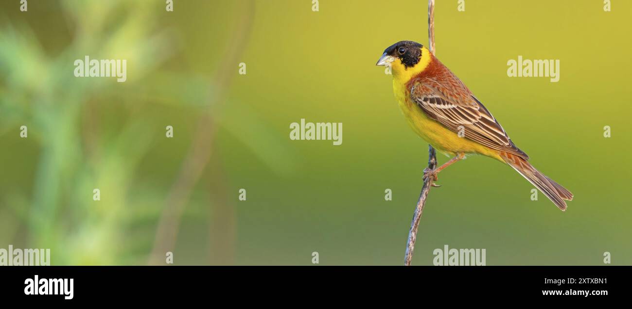 Banderole à tête noire (Emberiza melanocephala), famille Bunting, East River, île de Lesbos, Grèce, Europe Banque D'Images