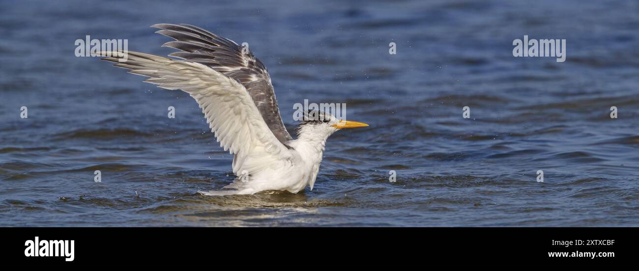 Terne commune, photo de vol, (Thalasseus bergii), atterrissage dans l'eau, Khawr oriental / Khawr ad Dahariz, Salalah, Dhofar, Oman, Asie Banque D'Images