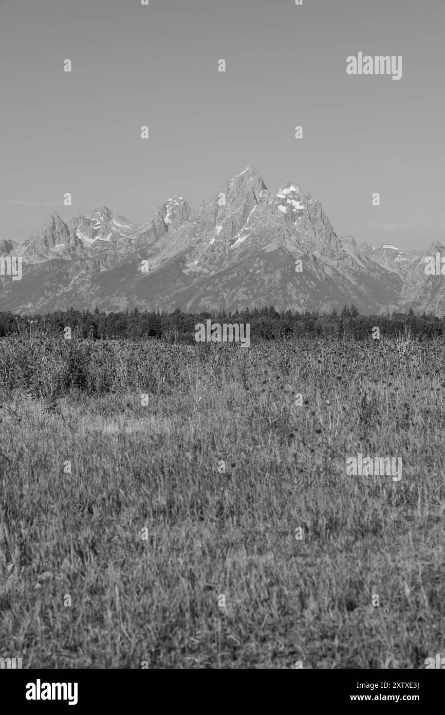 Montagnes Grand Teton avec des fleurs sauvages au premier plan en noir et blanc Banque D'Images