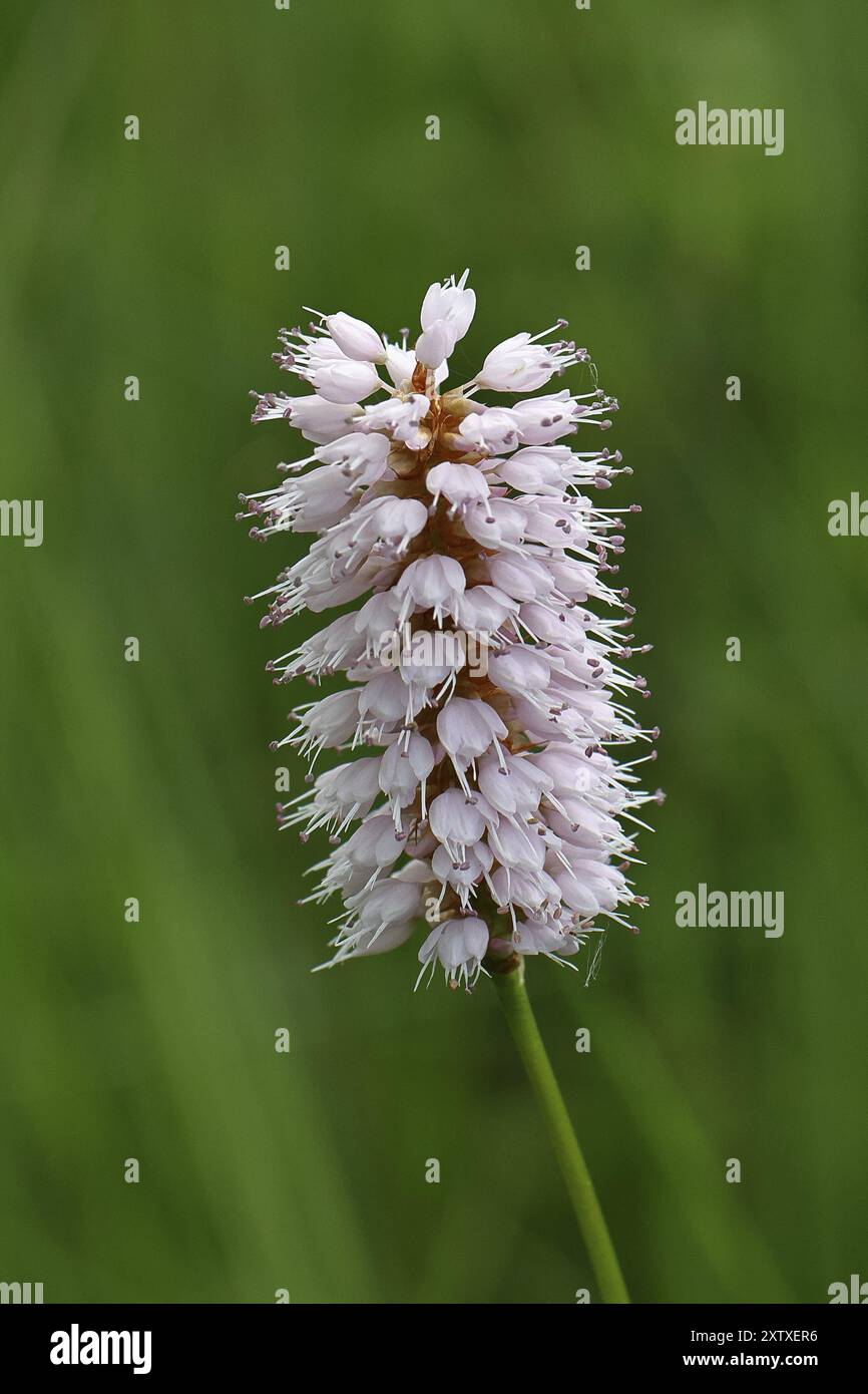 Épine dorée (Bistorta officinalis, Persicaria bistorta), inflorescence, Wilnsdorf, Rhénanie-du-Nord-Westphalie, Allemagne, Europe Banque D'Images