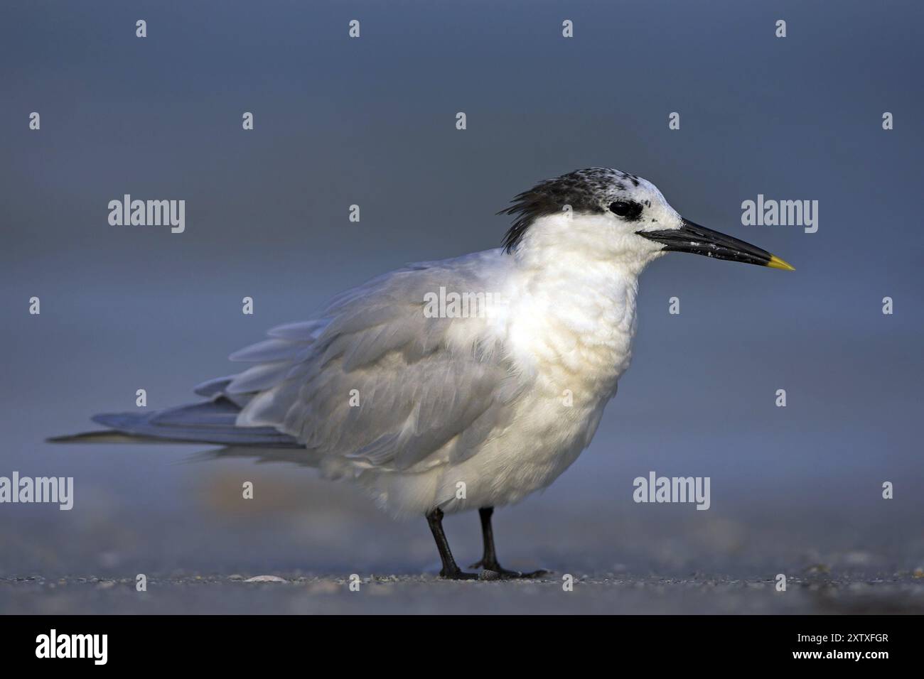 Sterne sandwich (Sterna sandvicensis), Bowman's Beach, Sanibel Island, Floride, États-Unis, Amérique du Nord Banque D'Images