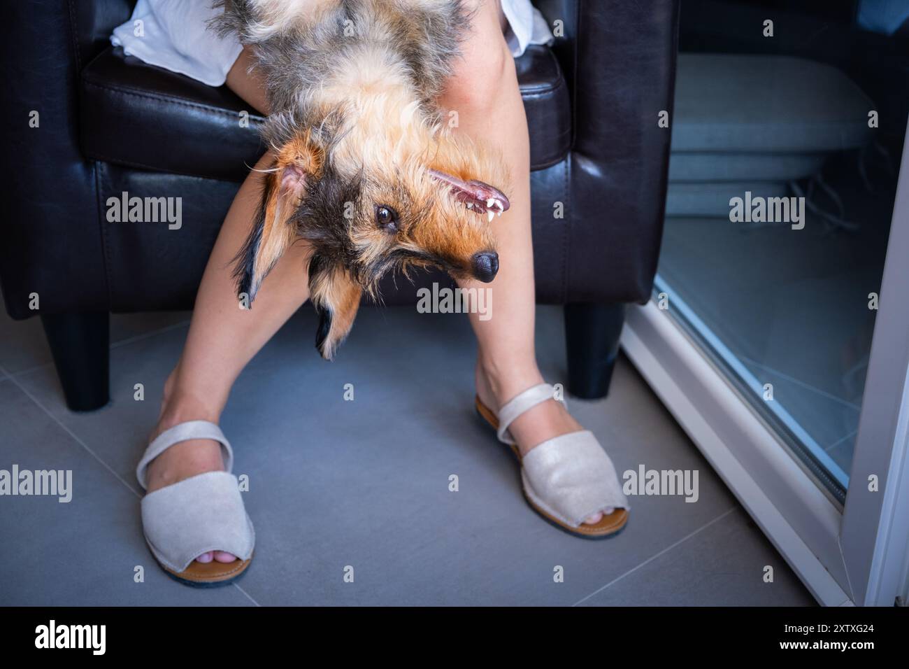 Portrait frontal d'Un jeune chien de race teckel joue avec son maître. Ils sont assis dans une chaise et le chien est face vers le bas regardant vers la droite e Banque D'Images