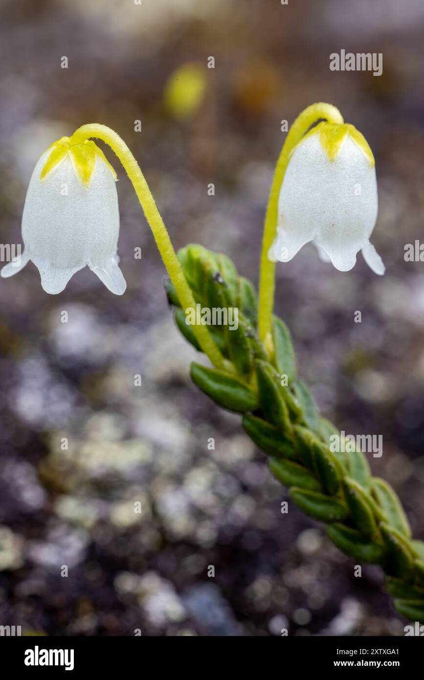 Cloche arctique bruyère Banque D'Images
