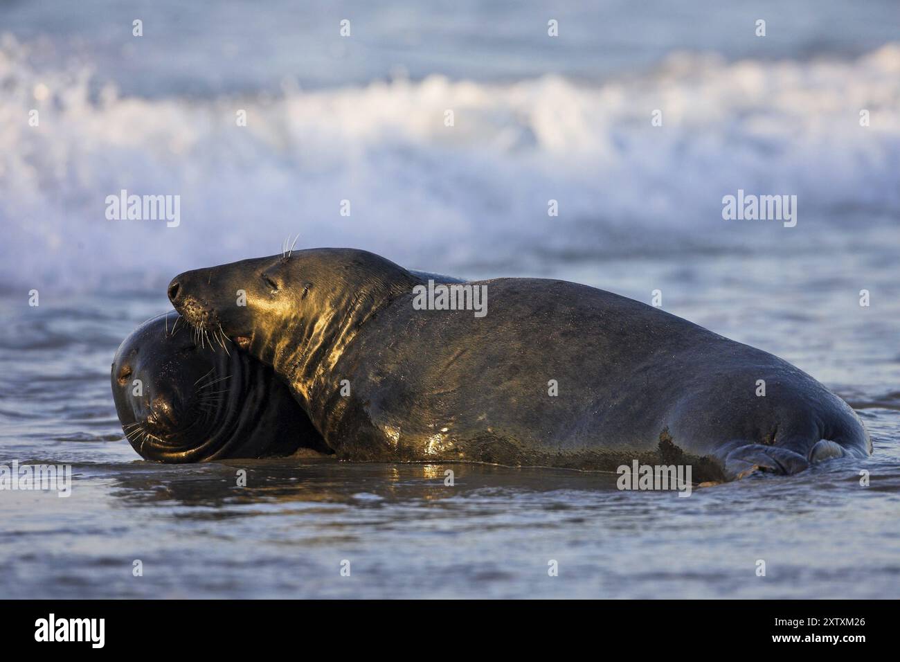 Phoque gris (Halichoerus grypus), île de Heligoland, île de Heligoland, île de Heligoland, Schleswig-Holstein, République fédérale d'Allemagne Banque D'Images