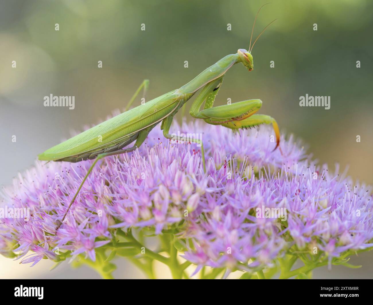 Mantis religiosa européenne, Mantis européenne, Mantis priante, Kaiserstuhl, Calera y Chozas, Bade-Wuertemberg, Allemagne, Europe Banque D'Images