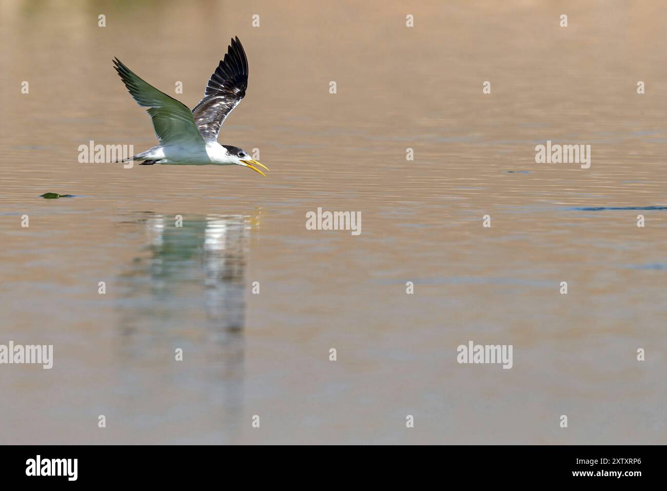 Terne Caspienne, photo de vol, (Thalasseus bergii), Khawr est / Khawr ad Dahariz, Salalah, Dhofar, Oman, Asie Banque D'Images