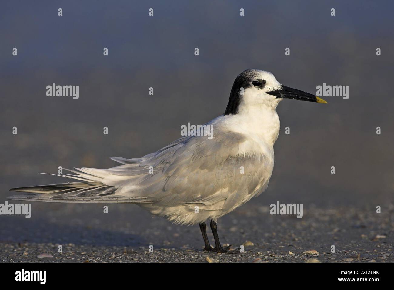 Sterne sandwich (Sterna sandvicensis), Bowman's Beach, Sanibel Island, Floride, États-Unis, Amérique du Nord Banque D'Images