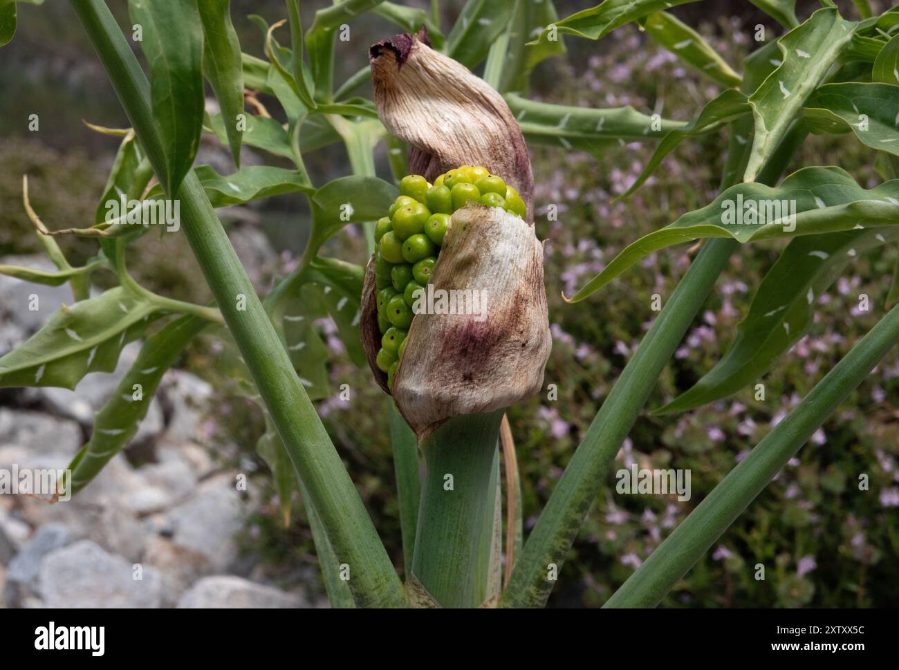 Graines vertes non mûres de lis du Dragon, Dracunculus vulgaris Banque D'Images