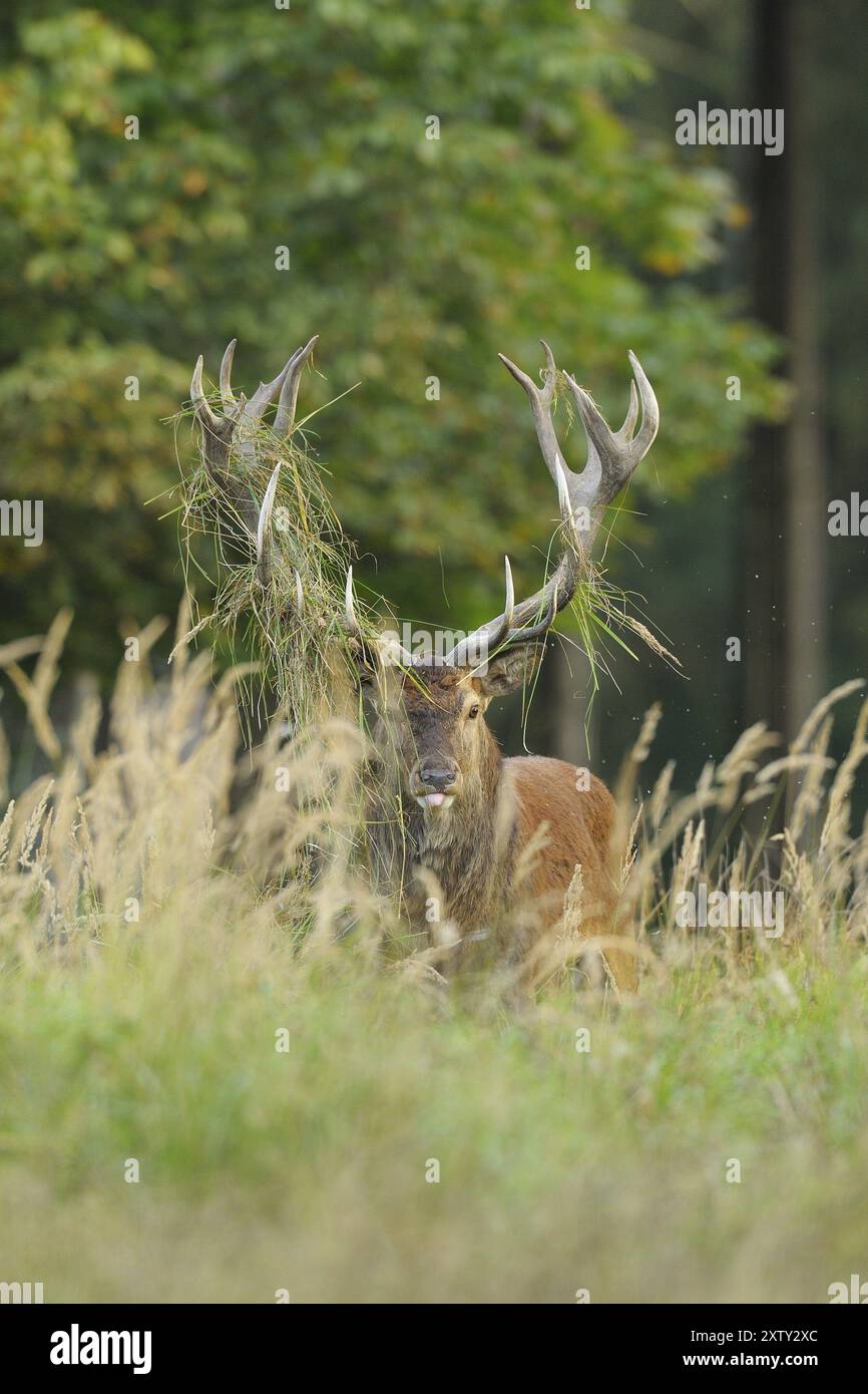 Cerf rouge, Cervus elaphus, Allemagne, cerf rouge, Allemagne, Europe Banque D'Images