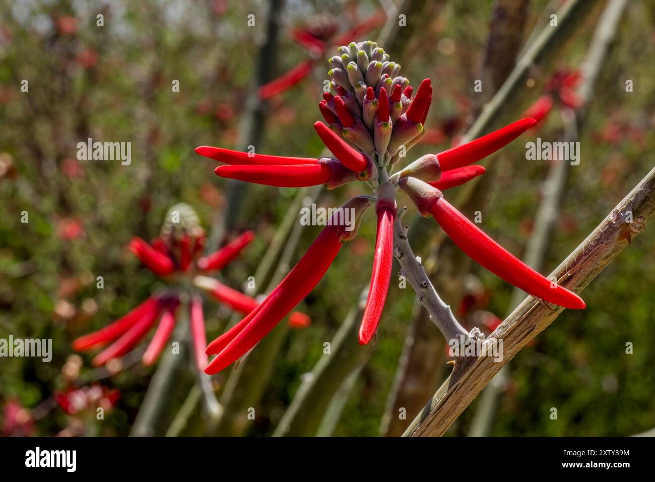 Agave polianthiflora est un membre du groupe Parviflorae . Il pousse au Mexique dans des zones limitées près de la Sonora. Banque D'Images