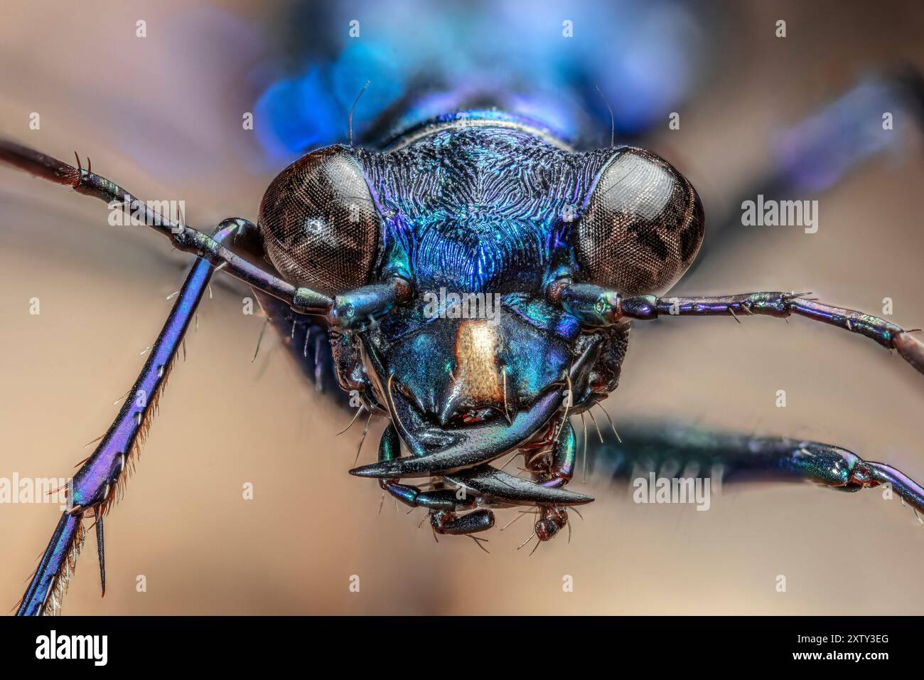 Blue Peacock Tiger Beetle, sous-famille des Cicindelinae Banque D'Images