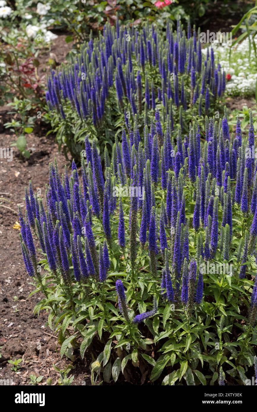 Spiked Speedwell, herbacée vivace, Veronica spicata, Europe du Nord Banque D'Images