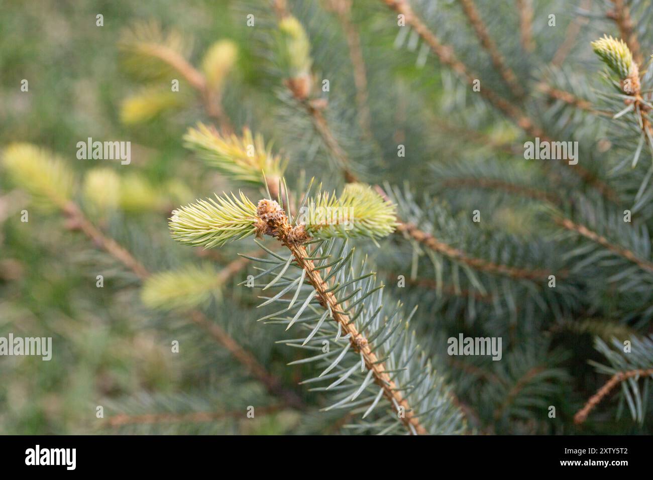 Branches d'épinette sur un fond vert. L'épinette bleue, l'épinette verte, l'épinette blanche. Picea Abies. Gros plan d'une brindille de pin au printemps. Banque D'Images