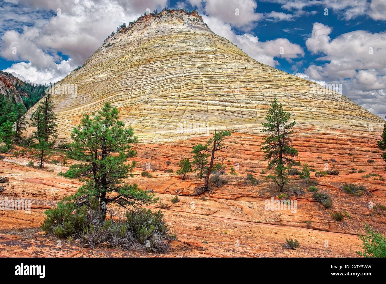 Grès croisé à Checkkerboard Mesa - parc national de Zion, Utah Banque D'Images