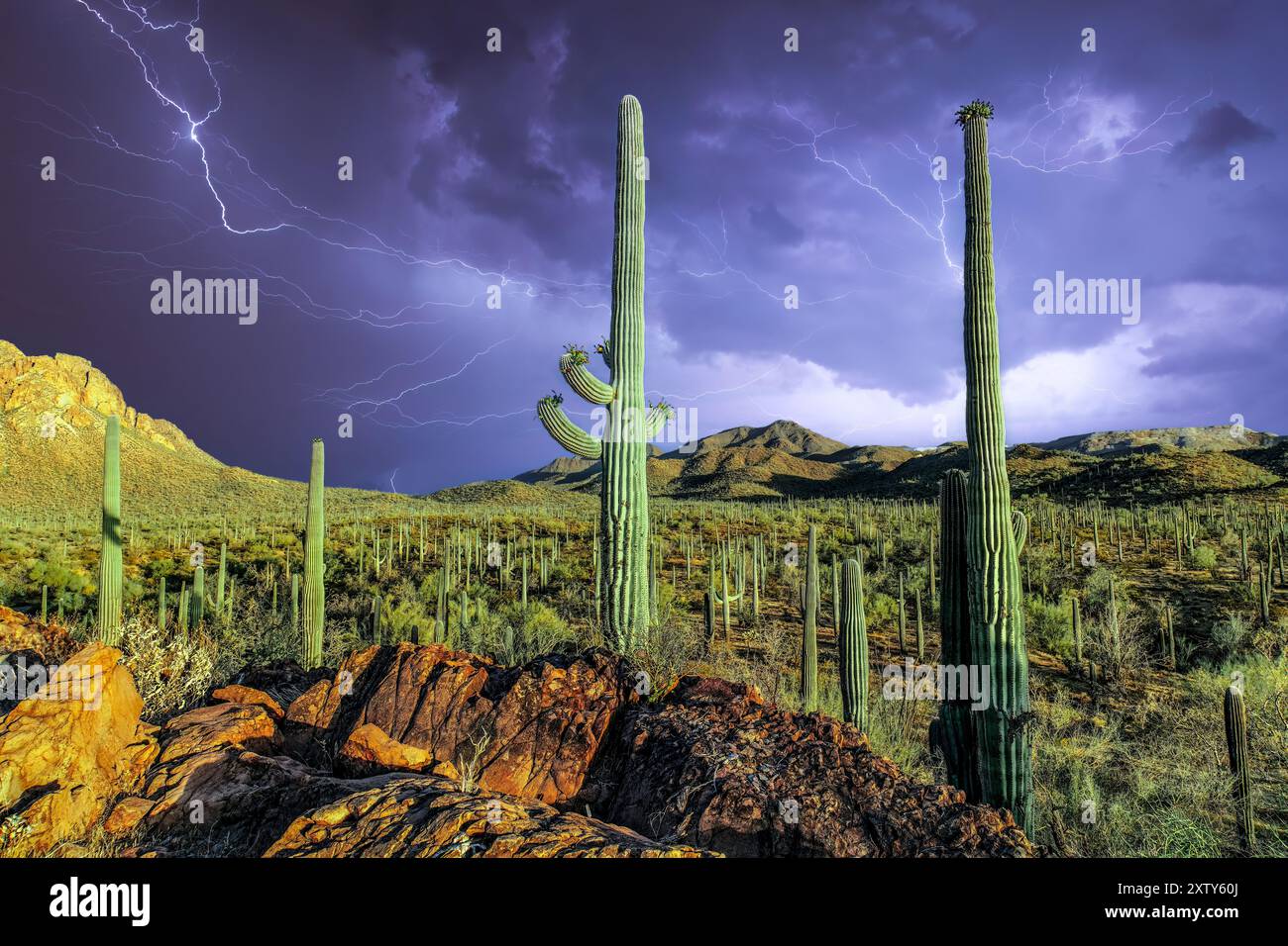 Tempête électrique au-dessus du monument national de la forêt d'Ironwood, Arizona Banque D'Images