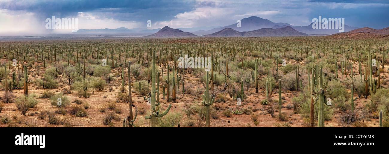 Saguaro Cactus, Ironwood Forest National Monument, Arizona Banque D'Images