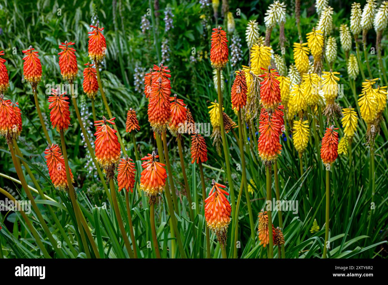 Kniphofia uvaria est un genre de plantes à fleurs vivaces de la famille des Asphodelaceae Banque D'Images