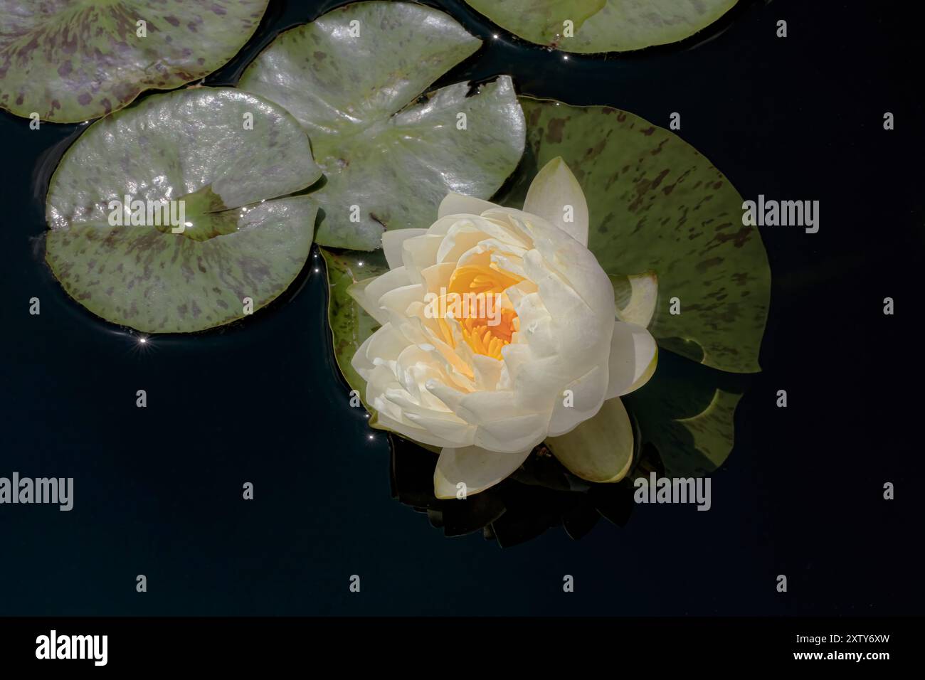 Lily in Bloom Banque D'Images
