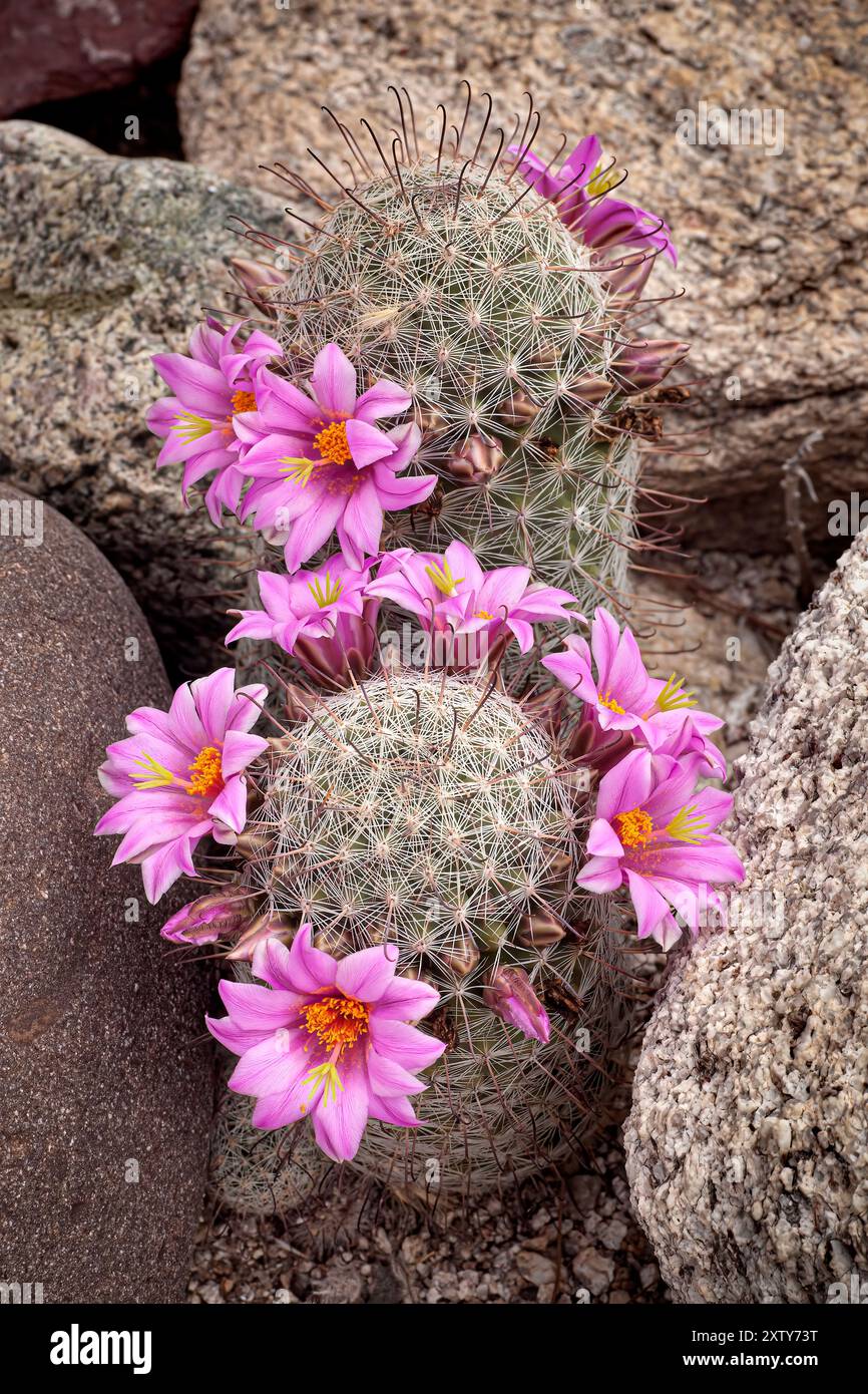 Mammillaria grahamii - Sud de l'Arizona le genre Mammillaria est l'un des plus grands de la famille des cactus (Cactaceae), avec actuellement 200 espèces connues Banque D'Images