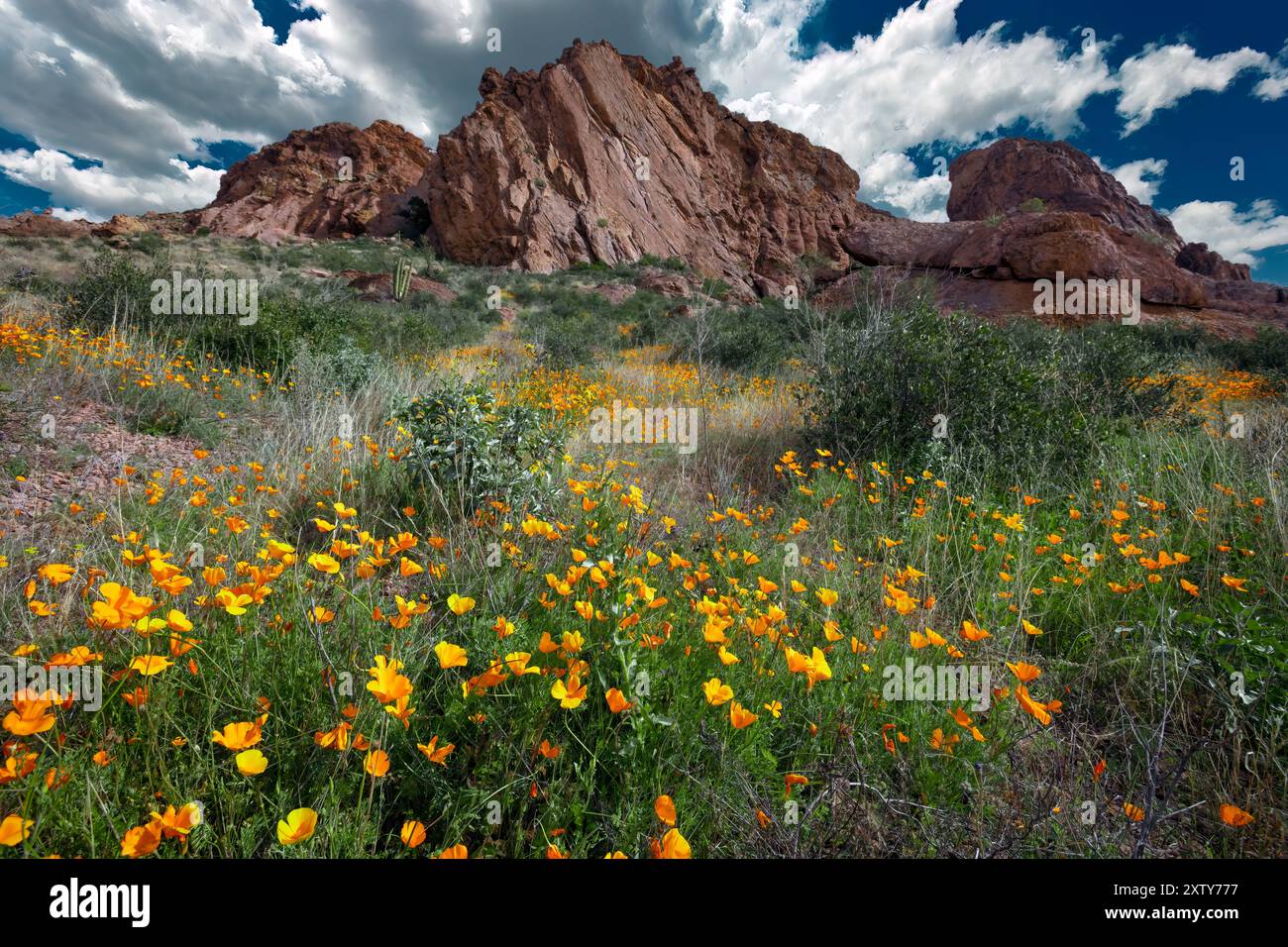 Poppies mexicaines, Eschscholzia californica, Organ Pipe Cactus National Monument, Arizona Banque D'Images