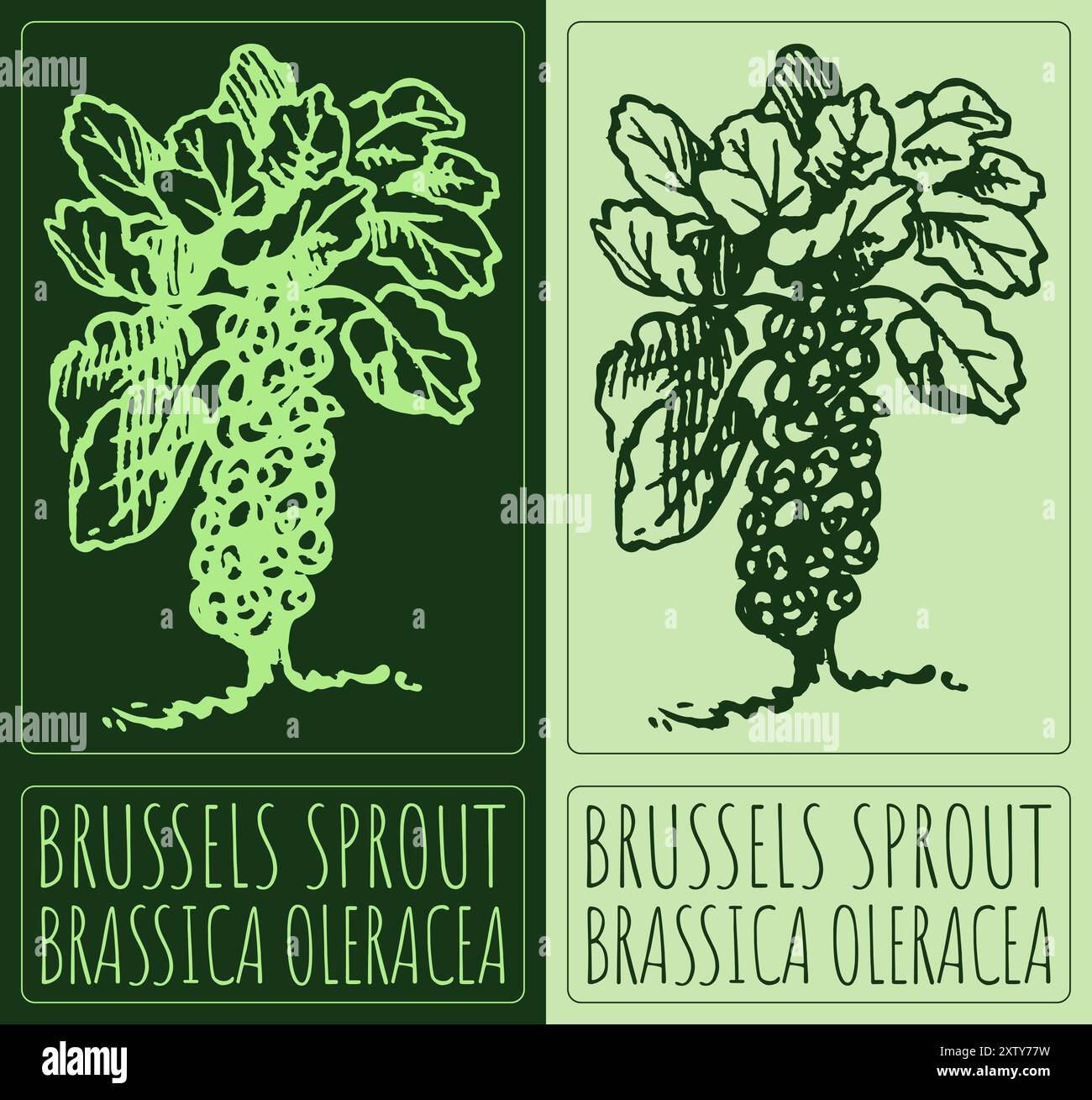 Vecteur dessinant le CHOU DE BRUXELLES. Illustration dessinée à la main. Le nom latin est BRASSICA OLERACEA GROUPE GEMMIFERA. Illustration de Vecteur