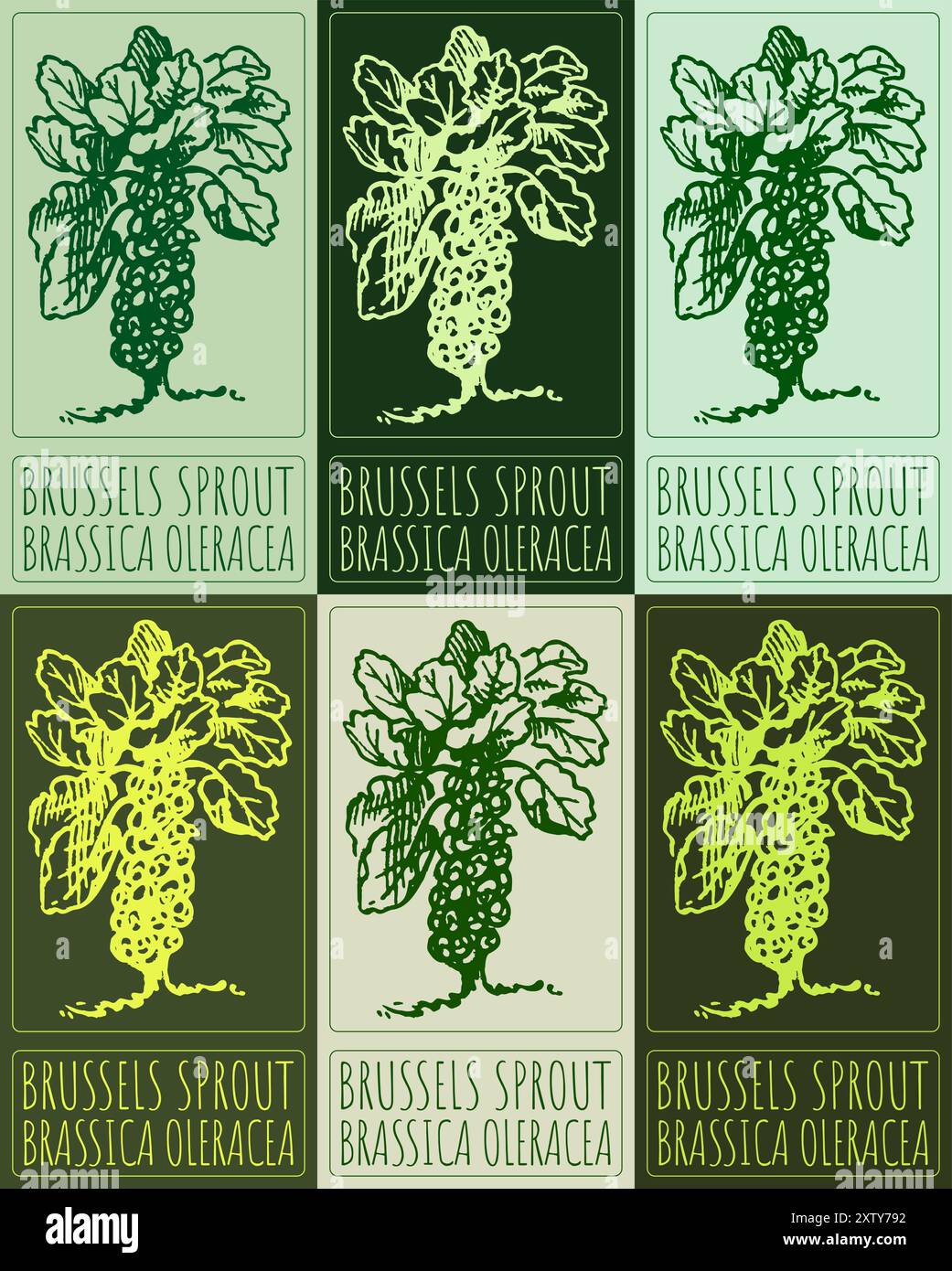 Ensemble de vecteur dessinant le CHOU DE BRUXELLES en différentes couleurs. Illustration dessinée à la main. Le nom latin est BRASSICA OLERACEA GROUPE GEMMIFERA. Illustration de Vecteur