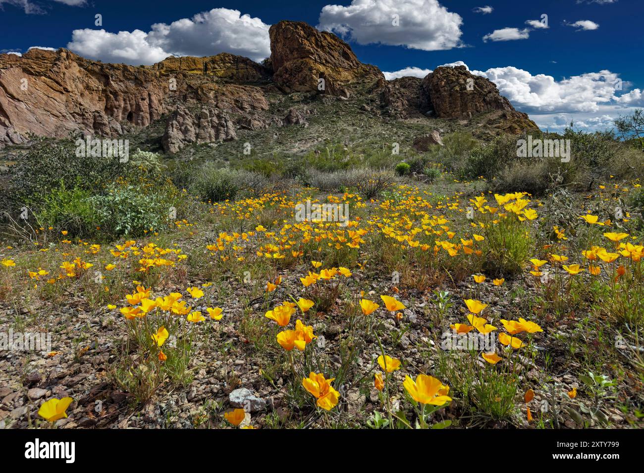 Poppies mexicaines, Eschscholzia californica, Organ Pipe Cactus National Monument, Arizona Banque D'Images