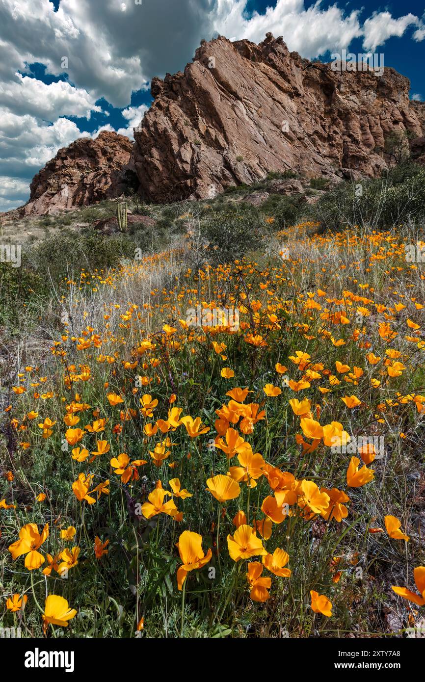 Poppies mexicaines, Eschscholzia californica, Organ Pipe Cactus National Monument, Arizona Banque D'Images