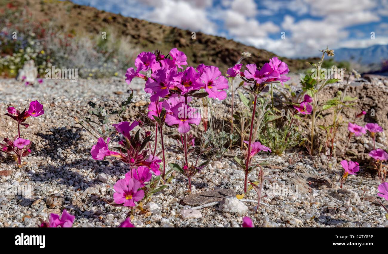 Tapis violet, Nama demissum, Anza Borrego SP - Californie Banque D'Images