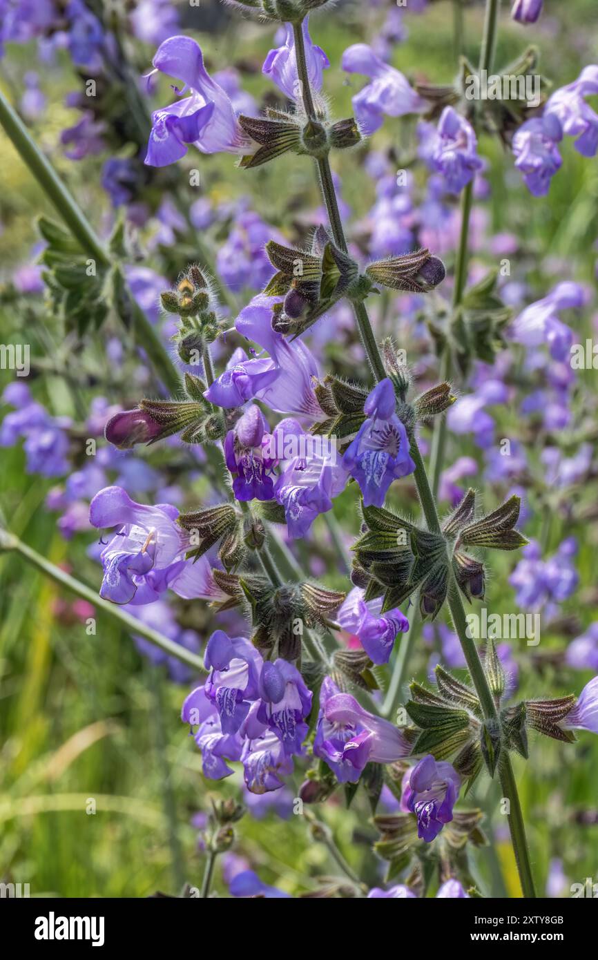 Salvia ringens, sauge roumaine ; Mt. Olympus Sage Banque D'Images