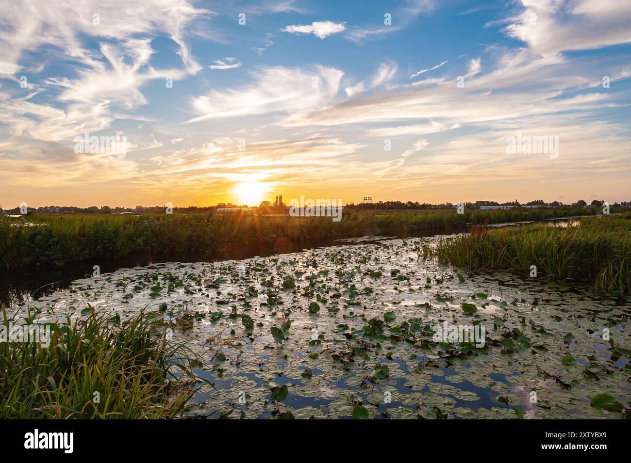 Le soleil se couche sur un fossé avec des nénuphars dans un polder néerlandais bas près de Gouda, aux pays-Bas. Banque D'Images