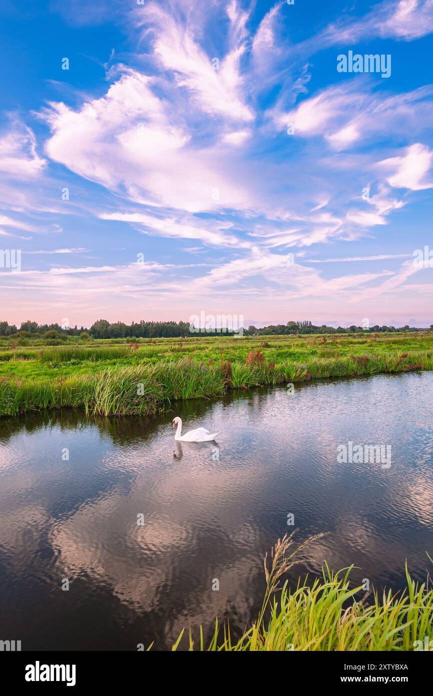 Vue panoramique d'un cygne nageant dans un fossé dans le grand paysage de polders hollandais près de Gouda, Hollande, sous un beau ciel avec des cirrus nuages. Banque D'Images