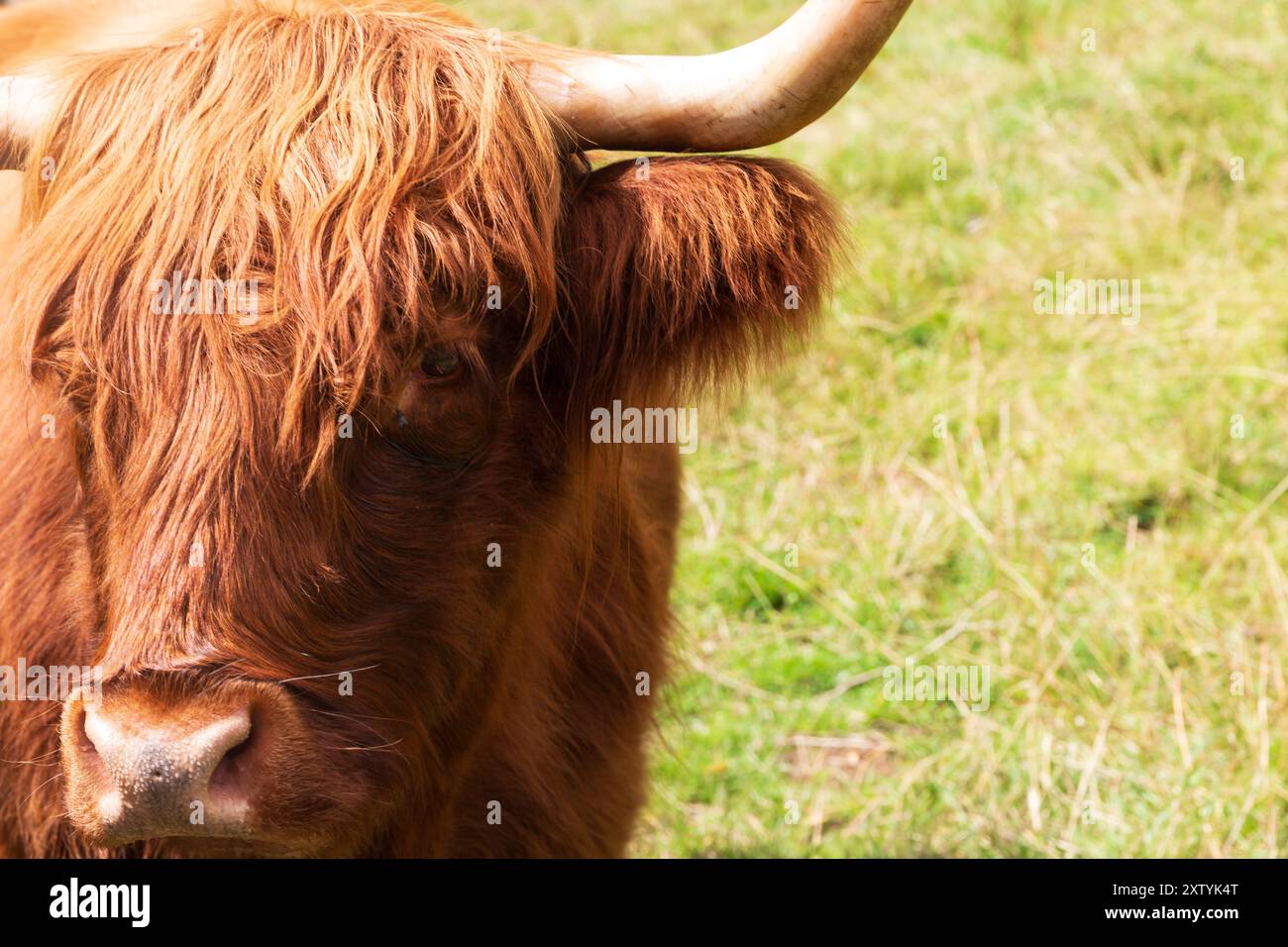 Gros plans d'une vache écossaise Highland un jour d'été Banque D'Images