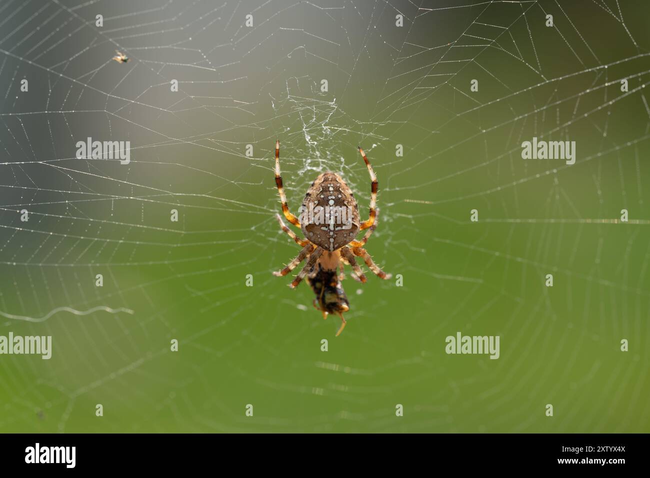 Araignée Araneus diadematus femelle adulte se nourrissant d'une guêpe capturée dans une toile dans un jardin au Québec, Canada Banque D'Images