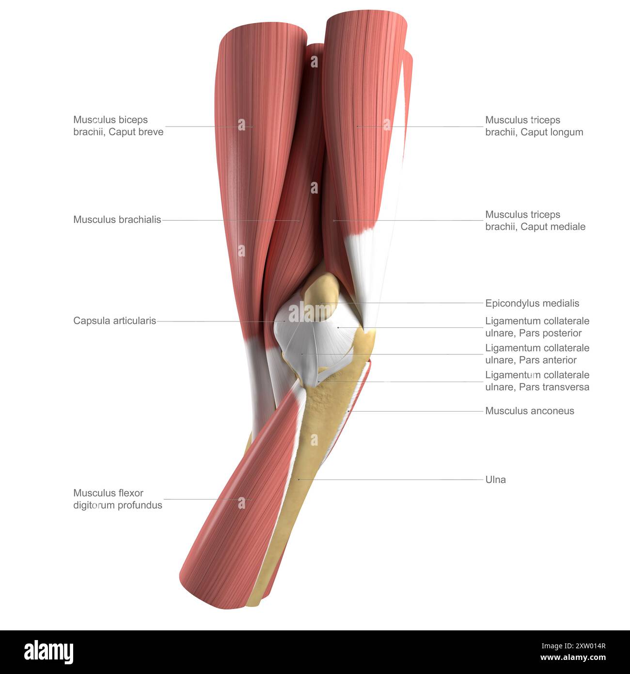 Illustration étiquetée de l'anatomie du coude humain, montrant les structures musculaires profondes et intermédiaires, vue médiane (côté le plus proche du corps). Banque D'Images