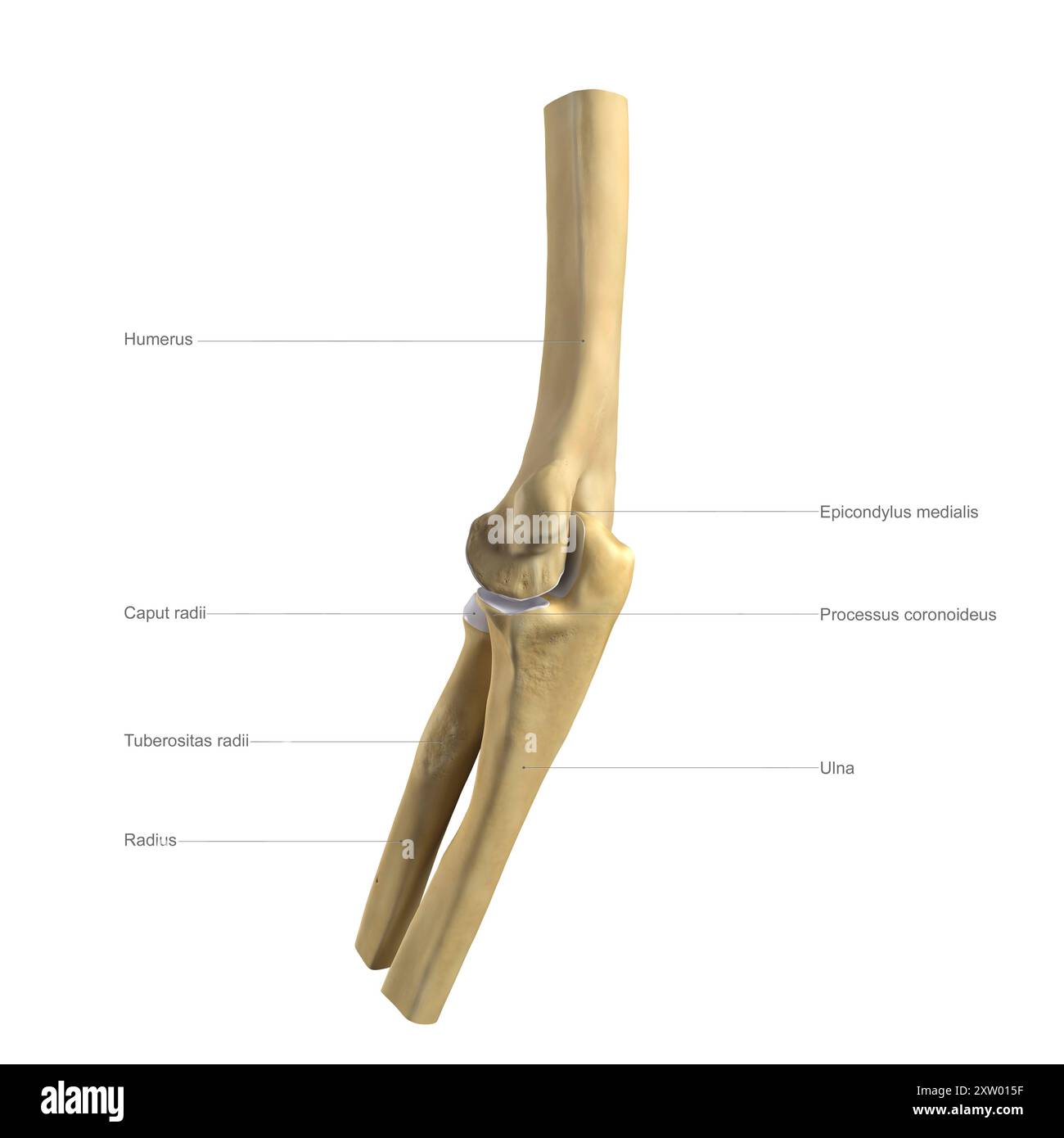 Illustration étiquetée des os du coude humain, vue médiale (côté le plus proche du corps). Banque D'Images