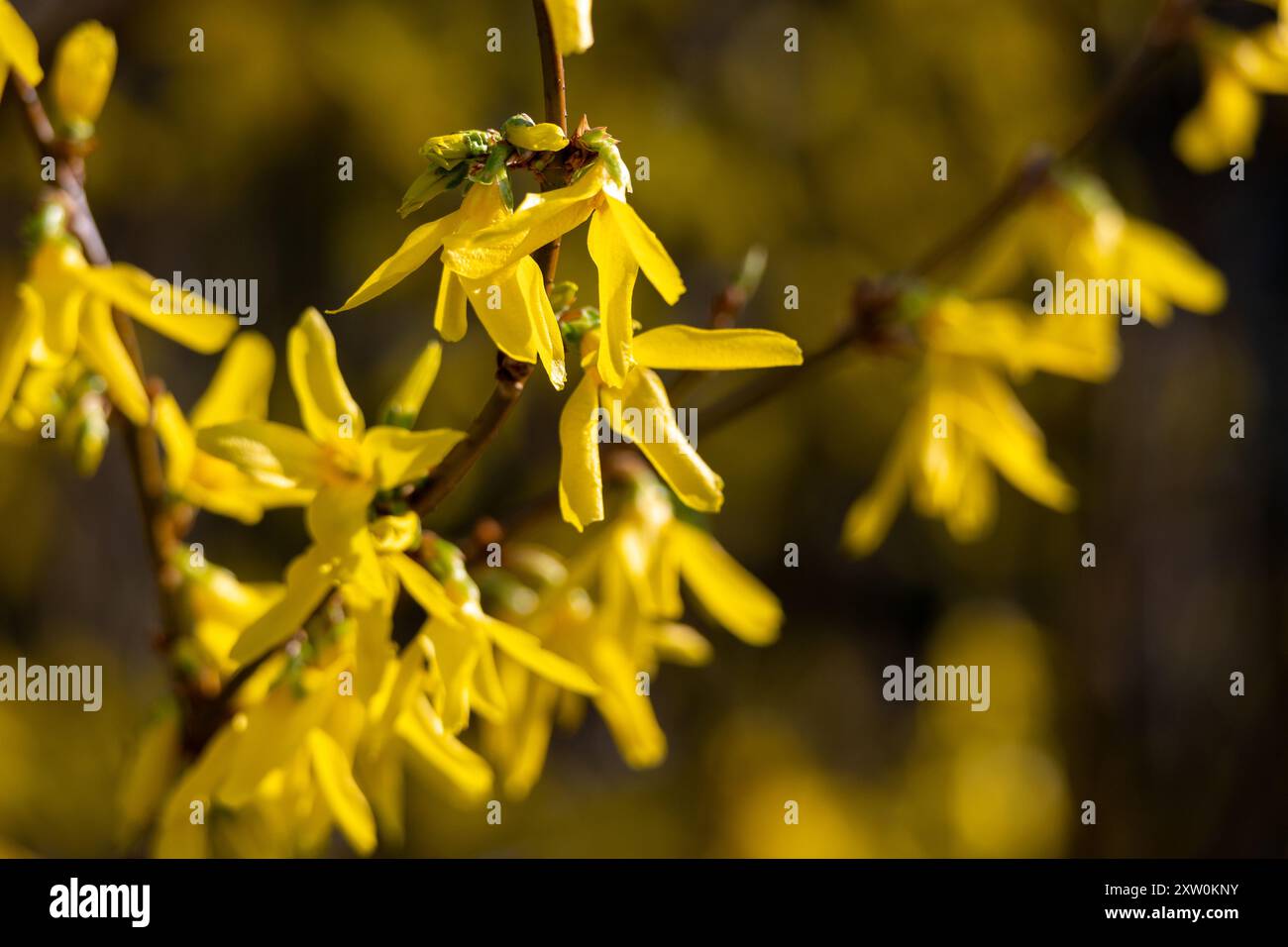 Fleurs jaunes de forsythia au printemps Banque D'Images