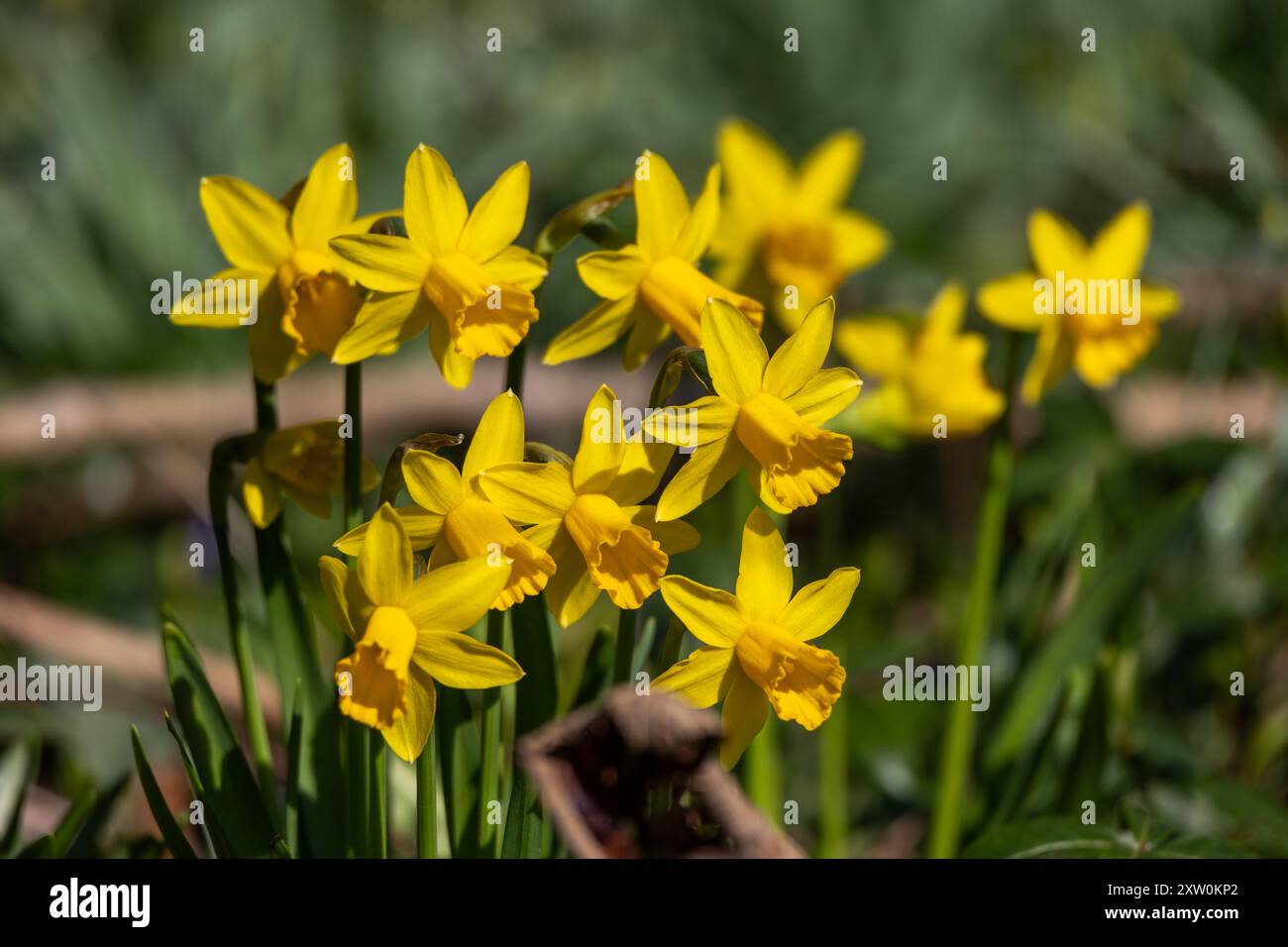 Belles jonquilles jaunes au printemps Banque D'Images