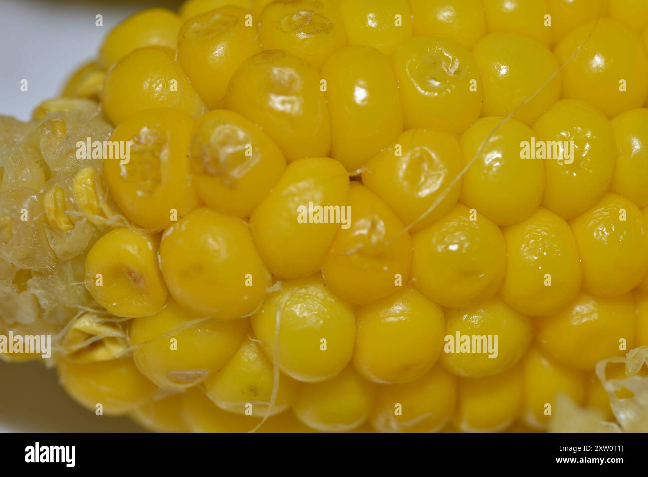 Une photo macro en gros plan montrant la texture détaillée des grains de maïs sur l'épi, soulignant la couleur jaune éclatante et les motifs naturels de ce e. Banque D'Images