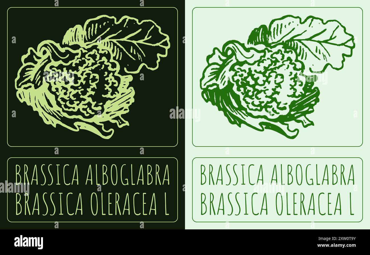 Vecteur dessinant BRASSICA ALBOGLABRA. Illustration dessinée à la main. Le nom latin est BRASSICA OLERACEA L. Illustration de Vecteur