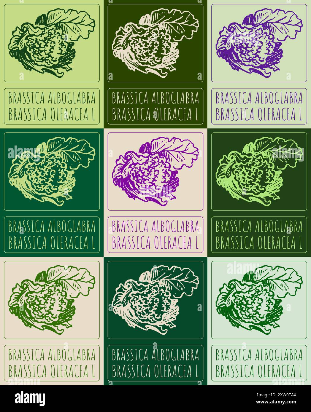 Ensemble de vecteur dessinant BRASSICA ALBOGLABRA en différentes couleurs. Illustration dessinée à la main. Le nom latin est BRASSICA OLERACEA L. Illustration de Vecteur