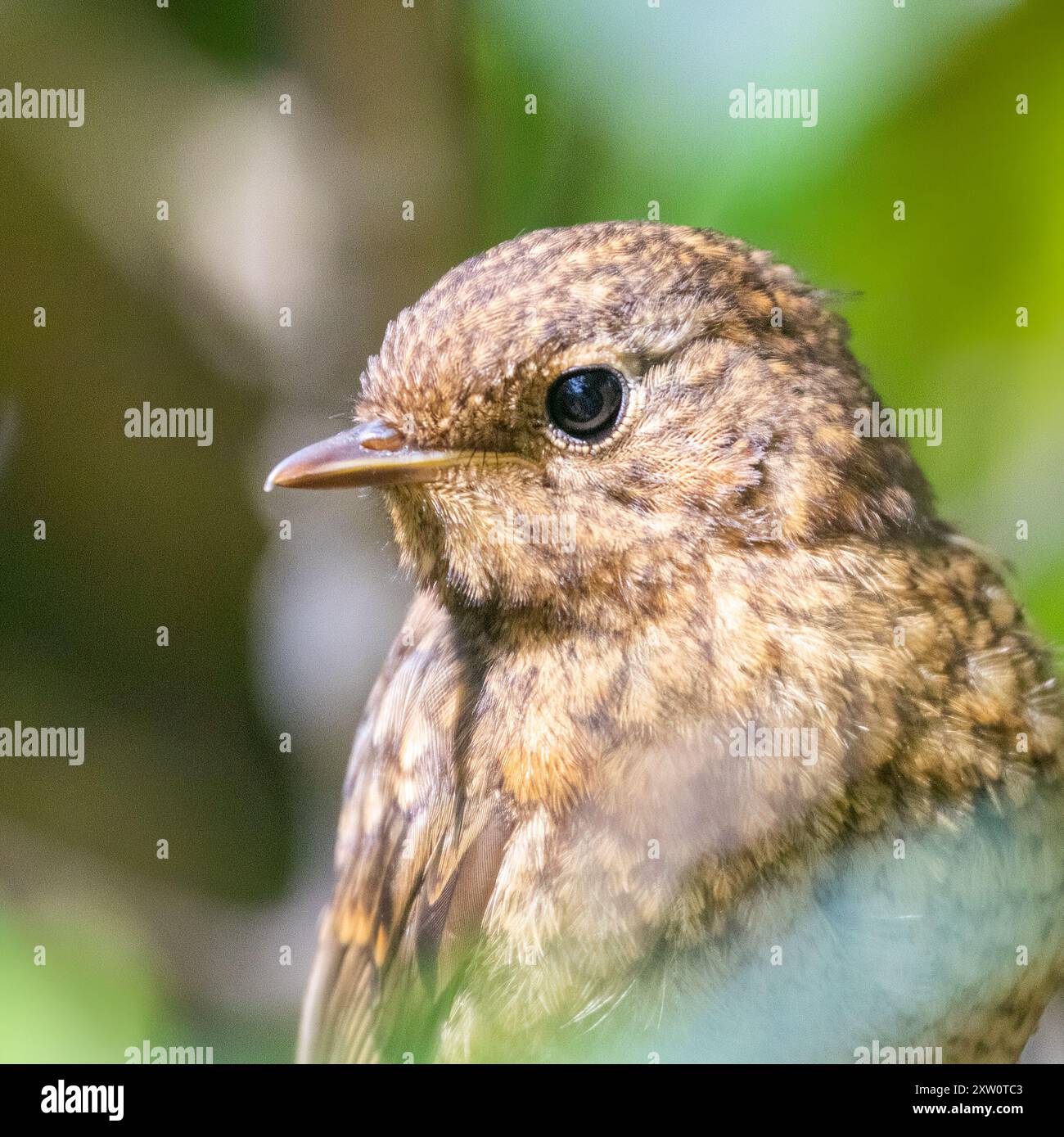 Juvénile Robin petit oiseau gros plan de la tête et des yeux pris de la faune des îles Anglo-Normandes d'Alderney Banque D'Images